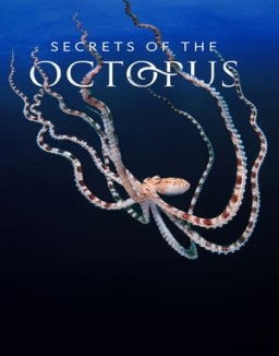 Secrets of the Octopus temporada 1 capitulo 3